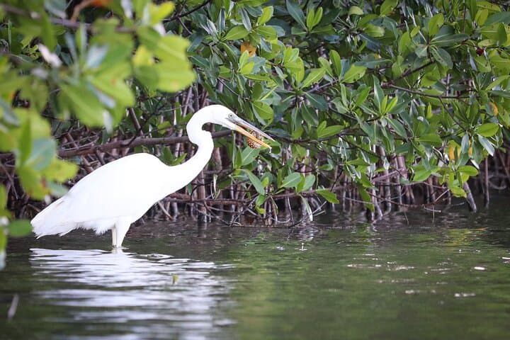 Mangrove Kayaking Tour in Cancun’s Nichupté Lagoon photo 6