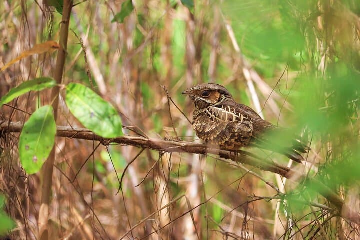 Kayak the Nichupté Lagoon in Cancun: Mangrove Wildlife Tour & Practical Tips photo 3