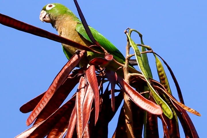 Kayak the Nichupté Lagoon in Cancun: Mangrove Wildlife Tour & Practical Tips photo 4