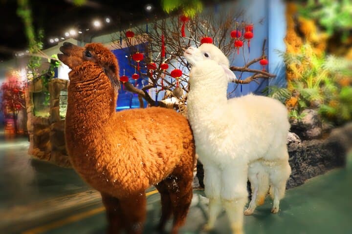 Family Day at Grandview Aquarium & Rain Forest Zoo — Guangzhou Adventure photo 4