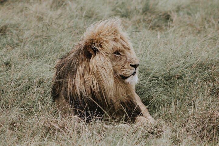 Aquila Game Reserve Safari Day Trip from Cape Town — Big Five & Karoo Birdlife photo 1