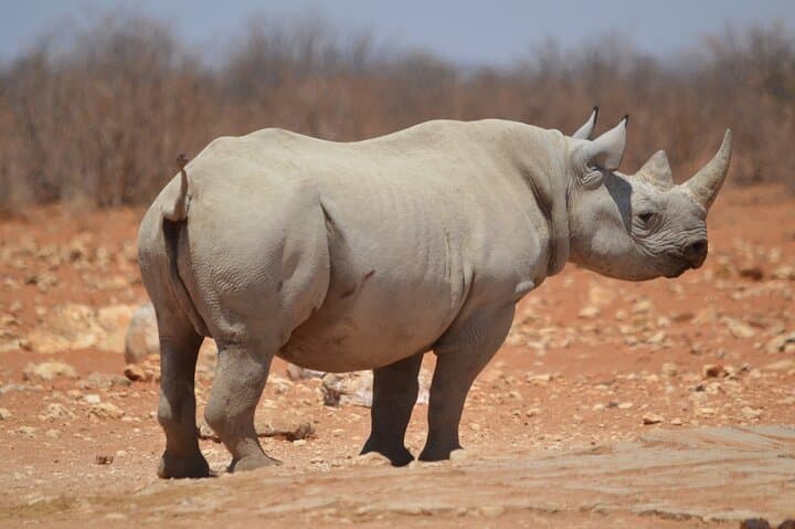 Aquila Game Reserve Safari Day Trip from Cape Town — Big Five & Karoo Birdlife photo 2