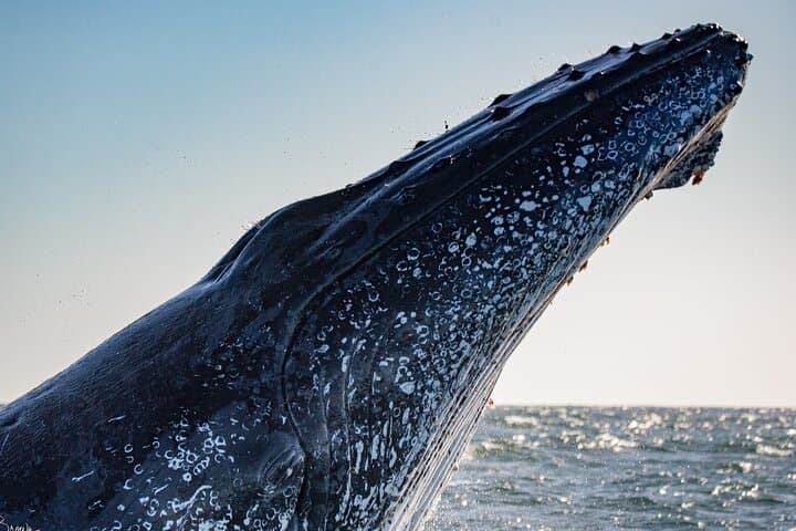 Close-Up Whale Watching on the Gold Coast: Small-Group Safari from Coolangatta photo 2