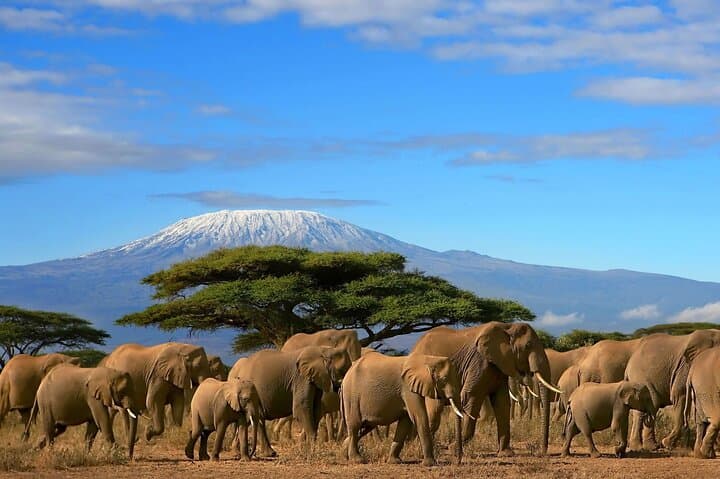 Private Day Safari to Amboseli National Park — Kilimanjaro Views & Big-Game Drives