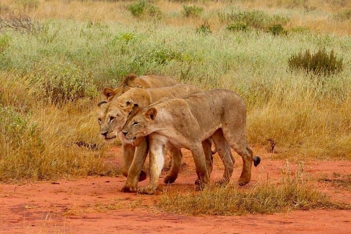 3-Day Private Safari: Tsavo West & East Wildlife Adventure from Mombasa photo 4