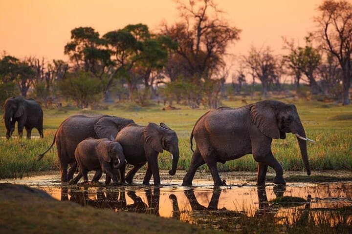 Two-Day Tarangire and Ngorongoro Safari: Elephants, Crater Wildlan and Hippo Pools photo 3
