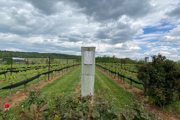 Virginia Wineries Tour: Historic Vineyards Near Washington, D.C. photo 6