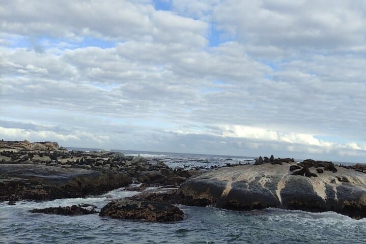 Seal Island, Cape of Good Hope & Penguins — Full-Day Shared Tour from Cape Town photo 3