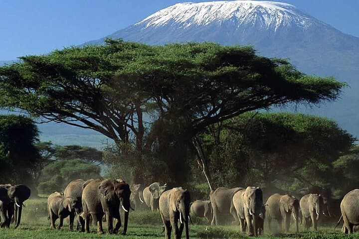 Amboseli Overnight Safari: Elephants, Predators and Kilimanjaro Views photo 4