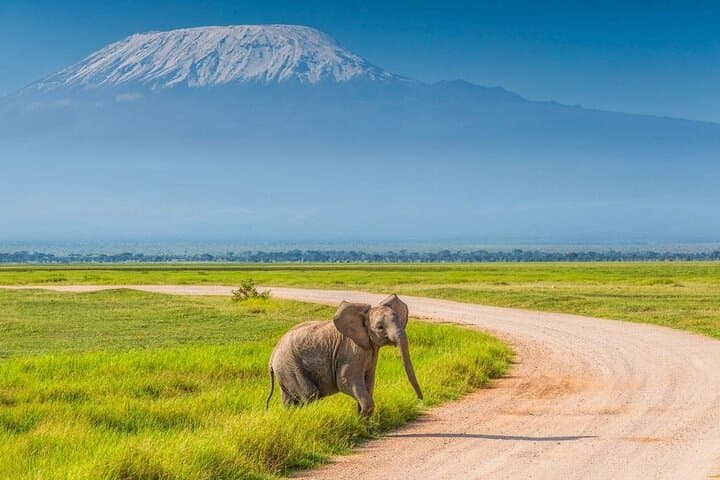 Amboseli Overnight Safari: Elephants, Predators and Kilimanjaro Views photo 2