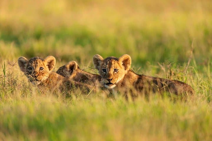 Two-Day Amboseli Safari: Elephants, Mount Kilimanjaro Views & Wildlife Drives photo 3