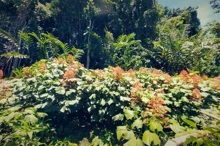 Half-Day Tahiti Coastal Private Tour — Waterfalls, Black Sand Beaches & Eel Feeding photo 6