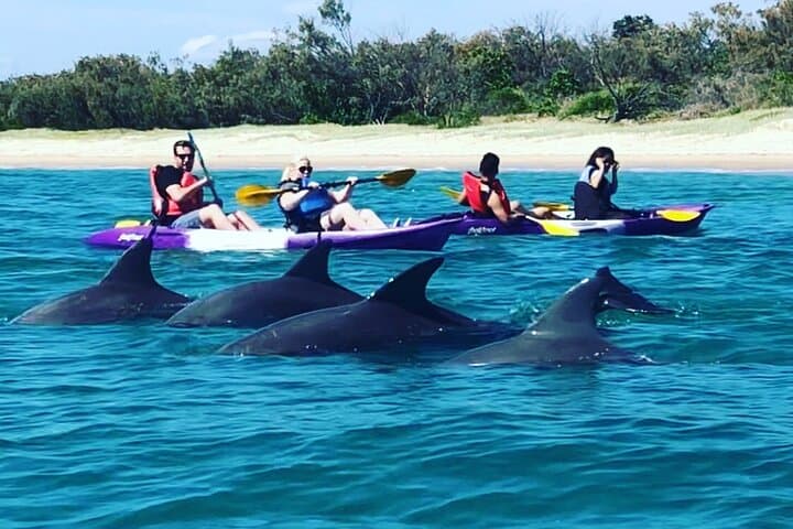 Paddle with Dolphins: 2-Hour Broadwater Kayak & Snorkel Adventure photo 3