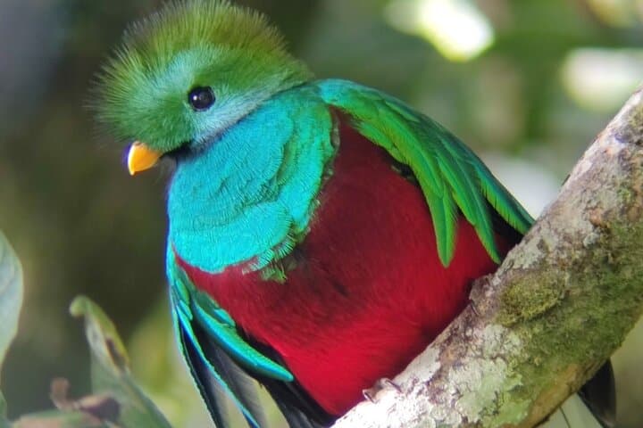 Monteverde Cloud Forest Tour: Guided Walk Through Costa Rica's Cloud Forest Reserve