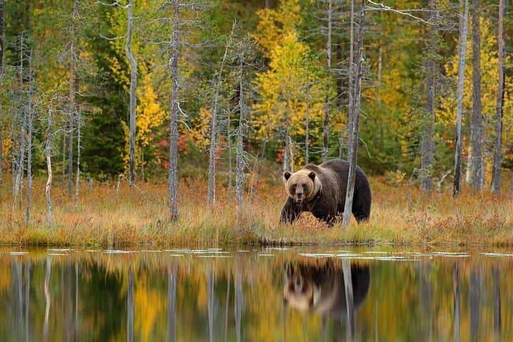 Evening at the Bear Pond: Guaranteed Lapland Bear-Watching near Rovaniemi photo 2