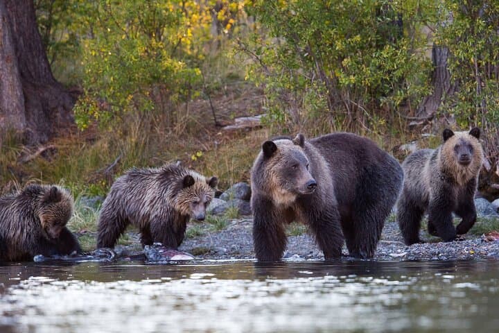 Evening at the Bear Pond: Guaranteed Lapland Bear-Watching near Rovaniemi photo 3