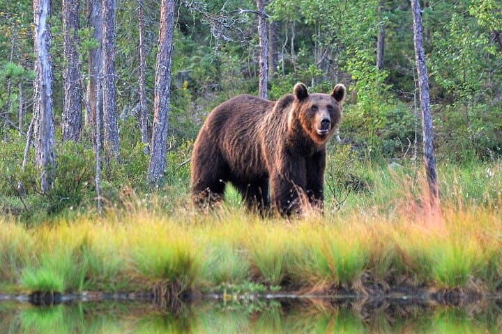 Evening at the Bear Pond: Guaranteed Lapland Bear-Watching near Rovaniemi photo 4
