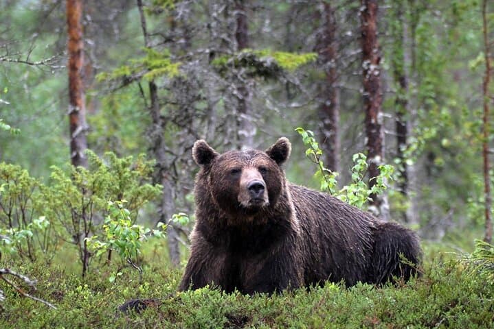 Evening at the Bear Pond: Guaranteed Lapland Bear-Watching near Rovaniemi photo 5
