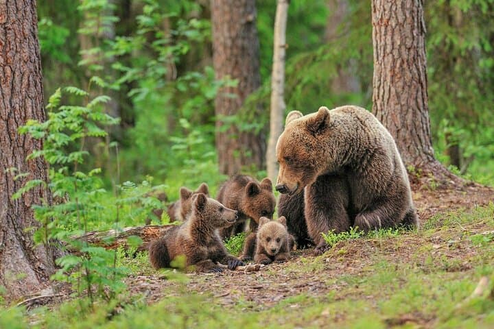 Evening at the Bear Pond: Guaranteed Lapland Bear-Watching near Rovaniemi photo 6