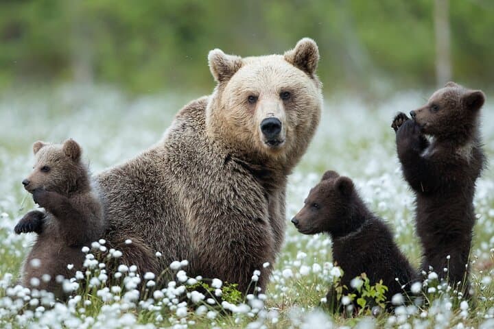 Evening at the Bear Pond: Guaranteed Lapland Bear-Watching near Rovaniemi