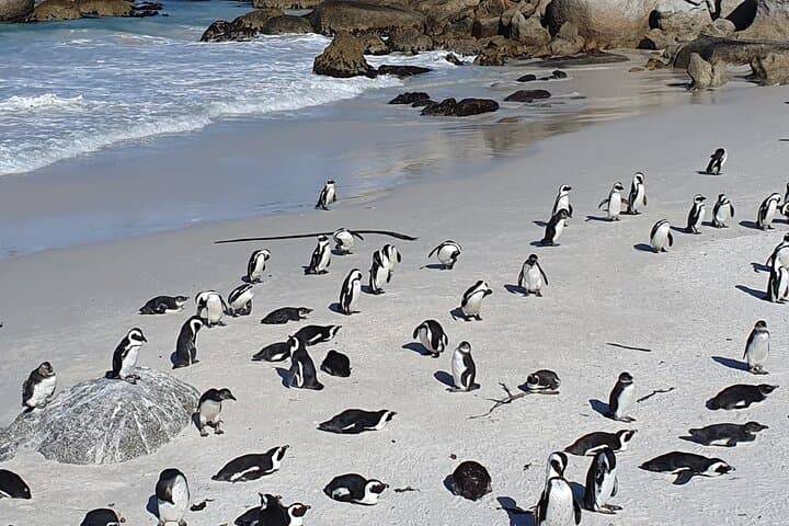Full-Day Table Mountain, Cape Point & Boulders Beach Penguins Tour from Cape Town photo 4