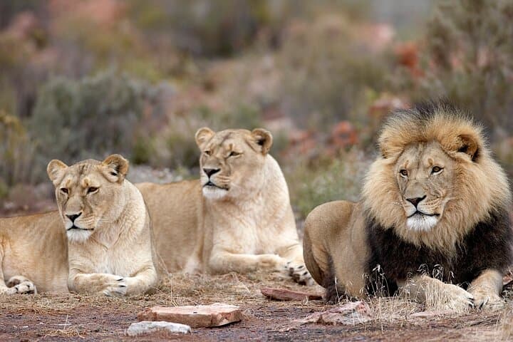 Aquila Big 5 Safari from Cape Town: Full-Day Game Drive with Fairview Wine & Cheese Tasting photo 3