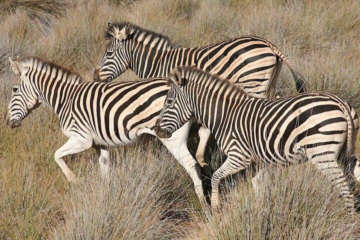 Aquila Big 5 Safari from Cape Town: Full-Day Game Drive with Fairview Wine & Cheese Tasting photo 4