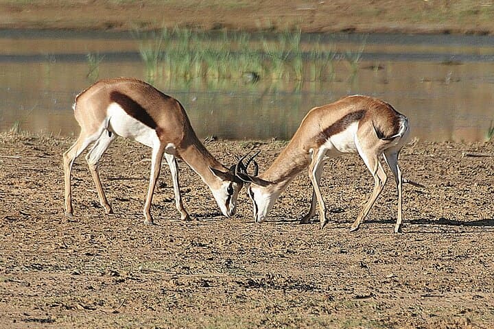 Aquila Big 5 Safari from Cape Town: Full-Day Game Drive with Fairview Wine & Cheese Tasting