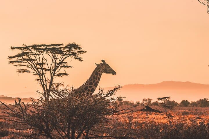 Tanzania Safari: Tarangire, Ngorongoro & Serengeti — 6–7 Day Private Wildlife Tour photo 2
