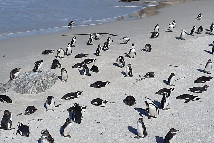 Seal Island, Cape of Good Hope & Penguins — Full-Day Shared Tour from Cape Town photo 4