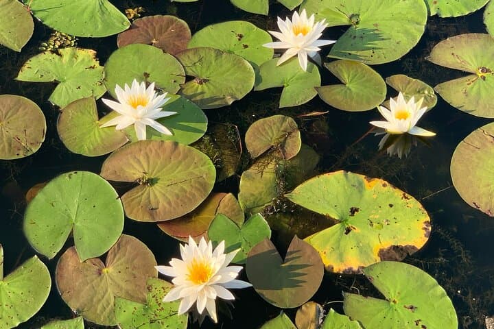 Private Kayak and Canoe Tours on Caddo Lake: Paddle the Bald Cypress Forest