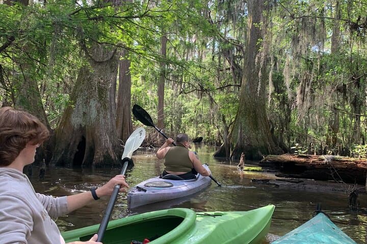 Private Kayak and Canoe Tours on Caddo Lake: Paddle the Bald Cypress Forest photo 4