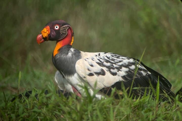Esquipulas Rainforest Private Birding Tour — 4‑Hour Customizable Quepos Birdwatching