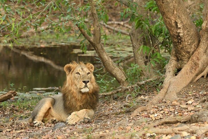 Skip-the-Line Gir National Park Weekend Safari: 1 Night, 2 Days Wildlife Escape photo 2