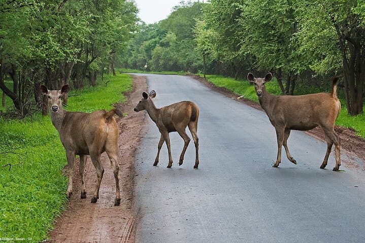 Skip-the-Line Gir National Park Weekend Safari: 1 Night, 2 Days Wildlife Escape photo 4