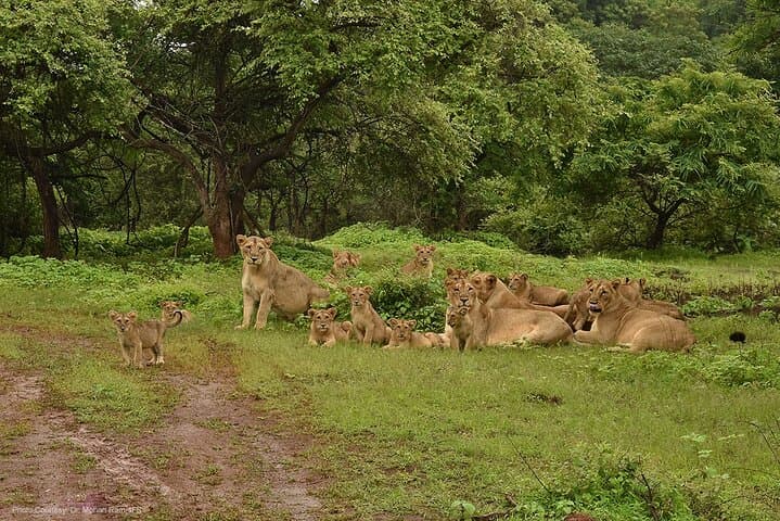 Skip-the-Line Gir National Park Weekend Safari: 1 Night, 2 Days Wildlife Escape photo 5