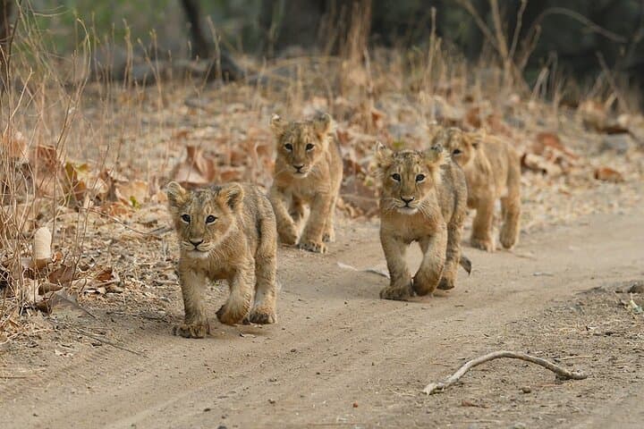 Skip-the-Line Gir National Park Weekend Safari: 1 Night, 2 Days Wildlife Escape photo 6