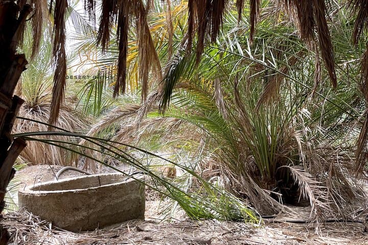 Walk in Moses' Footsteps: Tabuk to the Red Sea — Multi-Day Heritage Trek photo 5