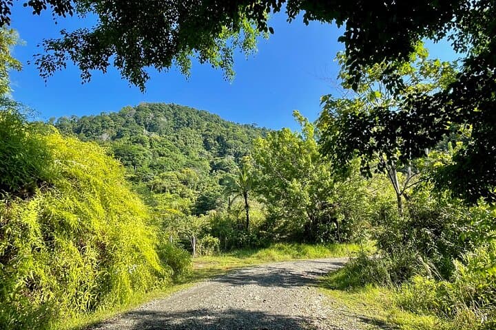 Esquipulas Rainforest Private Birding Tour — 4‑Hour Customizable Quepos Birdwatching photo 4