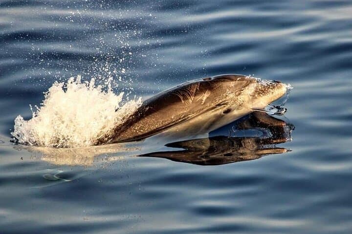 Dawn Dolphin Watching Boat Trip in Cabo de Formentor, Mallorca photo 3