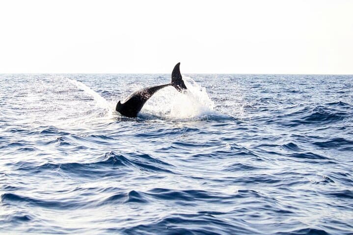 Dawn Dolphin Watching Boat Trip in Cabo de Formentor, Mallorca photo 5