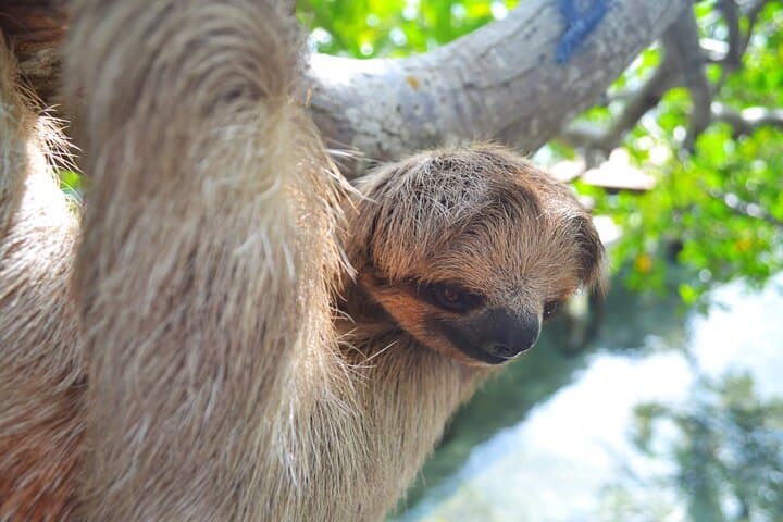 Sloth and Monkey Sanctuary Excursion in Roatán — Up-Close Wildlife Encounters photo 6