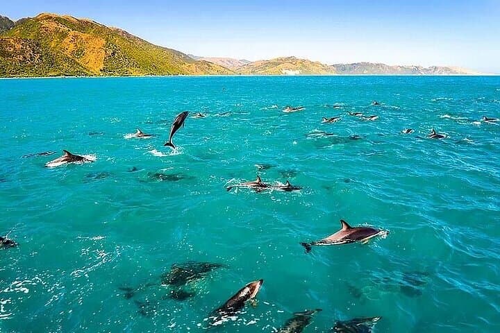 Snorkeling Kealakekua Bay: Explore Dolphins, Sea Caves & Captain Cook Monument