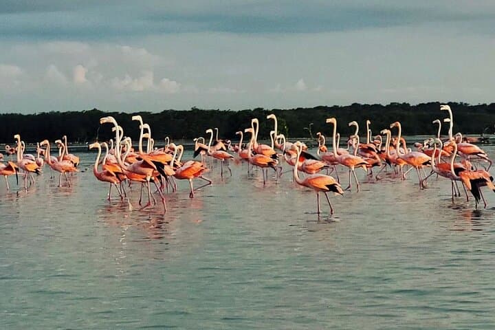 Sisal Mangroves Kayak Tour from Merida — Full-Day Wildlife & Beach Adventure photo 2
