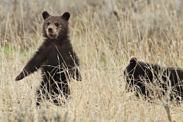 Private Yellowstone Wildlife Safari — Lamar Valley & Slough Creek Small-Group Tour photo 2