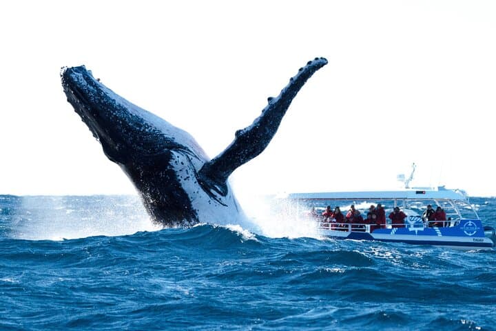 Premier Whale Watching Byron Bay — Humpback Cruise from Ballina photo 5