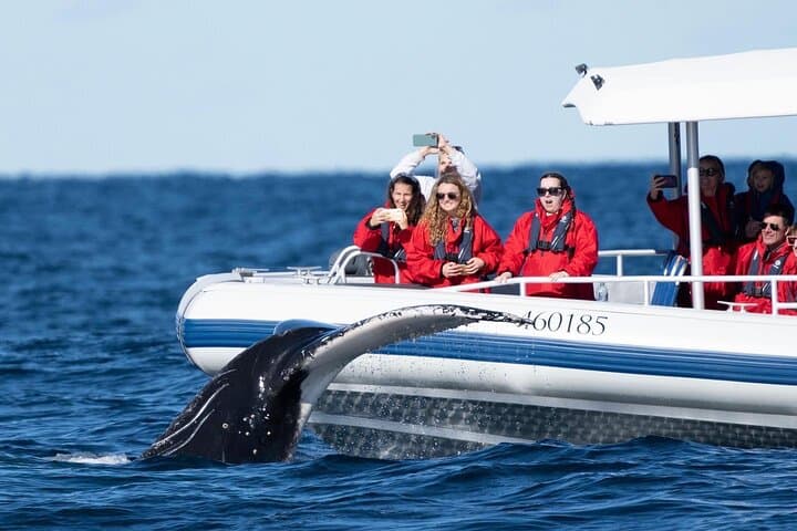 Premier Whale Watching Byron Bay — Humpback Cruise from Ballina photo 4
