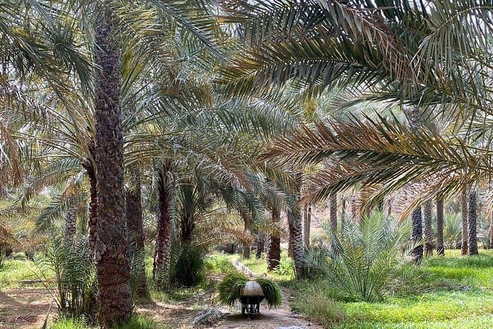 Explore Al Jabal Al Akhdar & Birkat Al Mouz: Day Tour from Nizwa photo 2