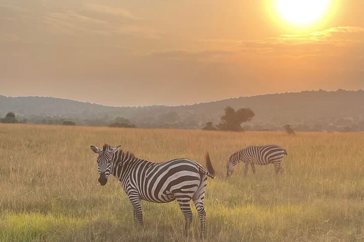 5-Day Rwanda Safari: Akagera Big Five & Nyungwe Chimpanzee Trekking photo 1