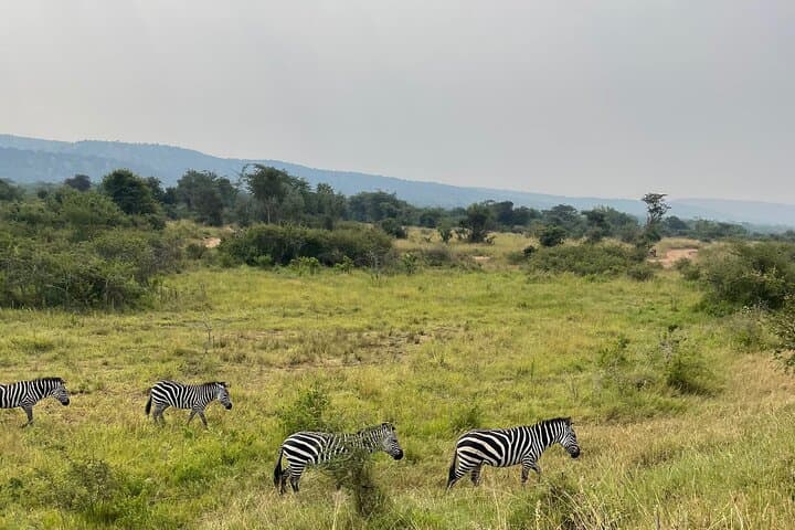 5-Day Rwanda Safari: Akagera Big Five & Nyungwe Chimpanzee Trekking photo 3